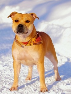 стаффордширский бультерьер